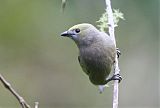 Palm Tanager